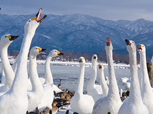 月岡温泉、瓢湖など観光スポットもいっぱい　イメージ